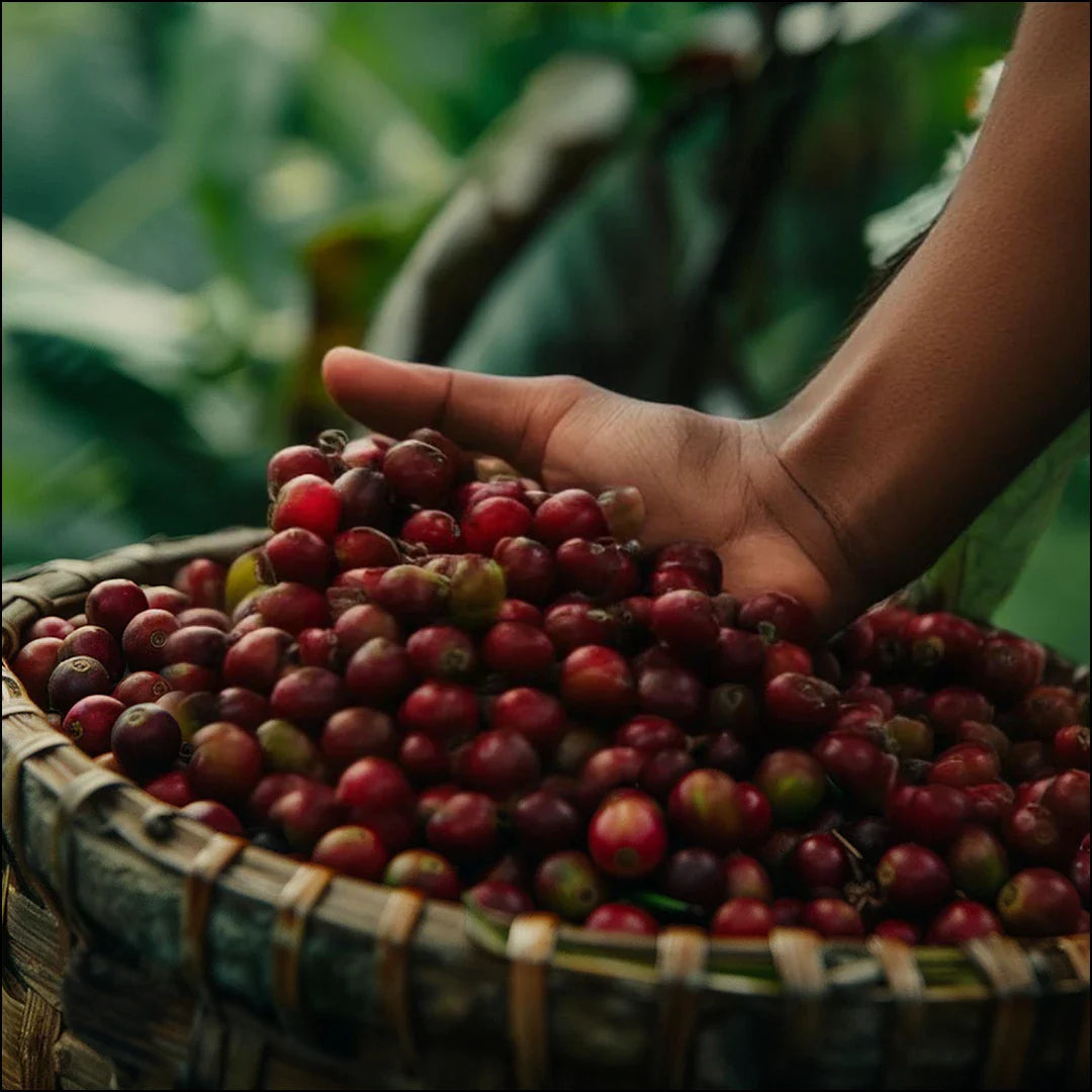 Single Origin Coffee